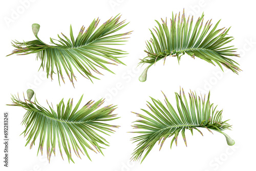 Set of palm leaf on white background