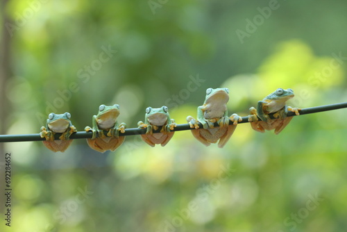 frogs, cute frogs, five cute frogs photo