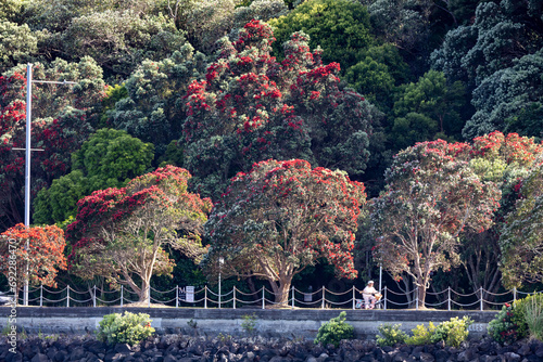 Pohutukawa Trees in Flower, also known as the New Zealand Christmas Tree, in Okahu Bay, Auckland, New Zealand photo