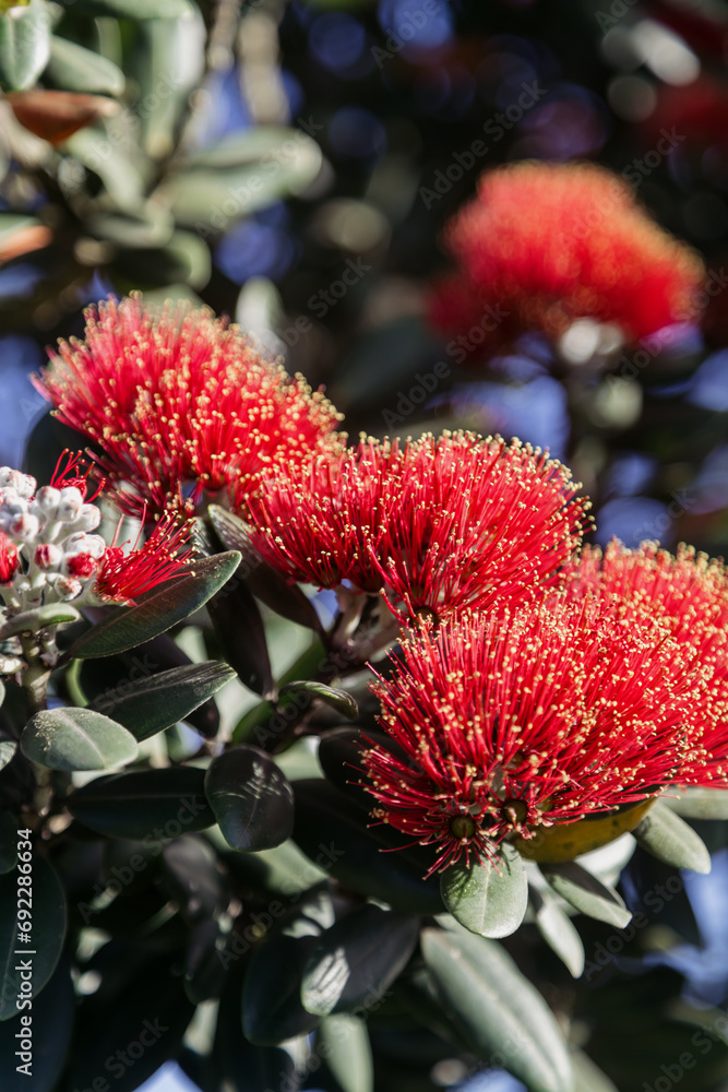 Pohutukawa Tree in Flower. Also known as the New Zealand Christmas Tree. Auckland, New Zealand Pohutukawa Tree in Flower. Also known as the New Zealand Christmas Tree. Auckland, New Zealand