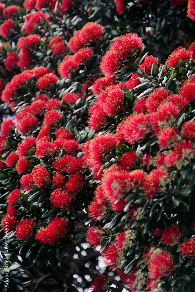 Pohutukawa Tree in Flower. Also known as the New Zealand Christmas Tree. Auckland, New Zealand Pohutukawa Tree in Flower. Also known as the New Zealand Christmas Tree. Auckland, New Zealand