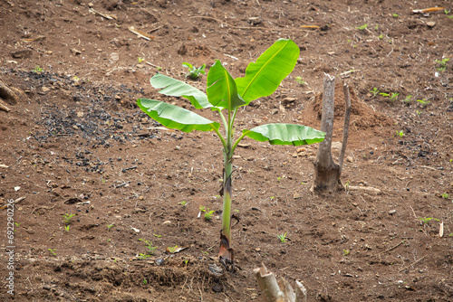 This banana tree grows from an implanted shoot.  This tree usually lives in all seasons, is easy to care for and the harvest period is not long so you can enjoy the results © Alex kereen