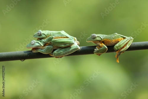 frog, flying frog, three cute flying frogs 
