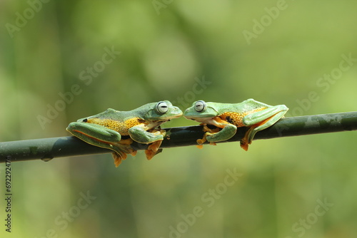 Bild auf Leinwand frog, flying frog, cute, two cute frogs are on a wooden branch