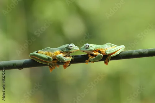 Obraz frog, flying frog, cute, two cute frogs are on a wooden branch
