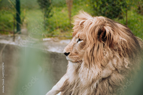 Photograph portrait of a lion. Concept of wild animals.