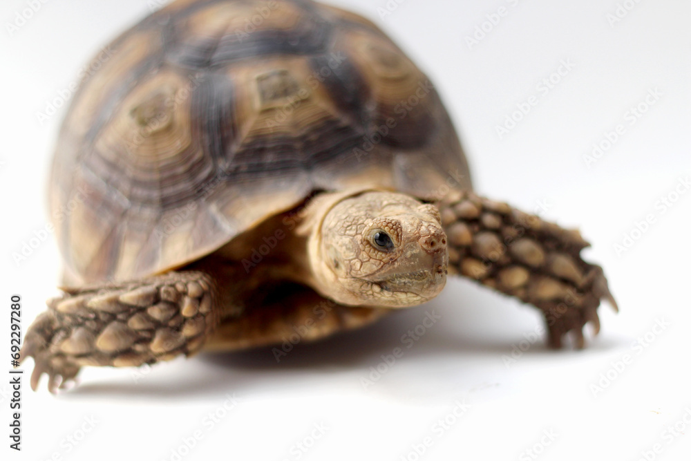 Naklejka premium Cute small baby African Sulcata Tortoise in front of white background, African spurred tortoise isolated white background studio lighting,Cute animal