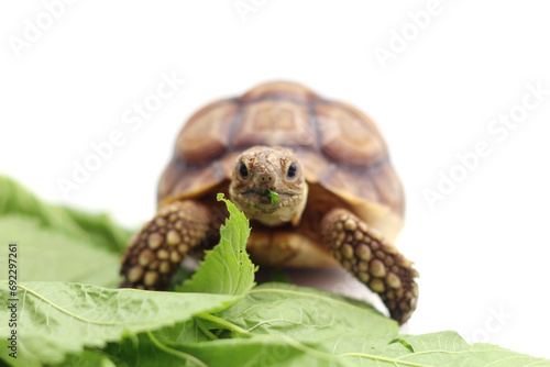 Cute small baby African Sulcata Tortoise in front of white background, African spurred tortoise isolated white background studio lighting,Cute animal