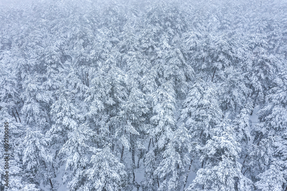 winter forest covered with snow. aerial drone photo in foggy day.