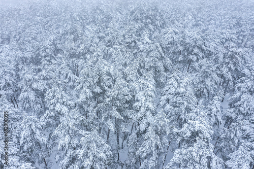 winter forest covered with snow. aerial drone photo in foggy day. © Mr Twister