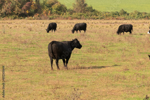 These beautiful black cows stood in the pasture walking around to graze on the grass. This pretty farm has these bovines in the field eating grass and free to graze.