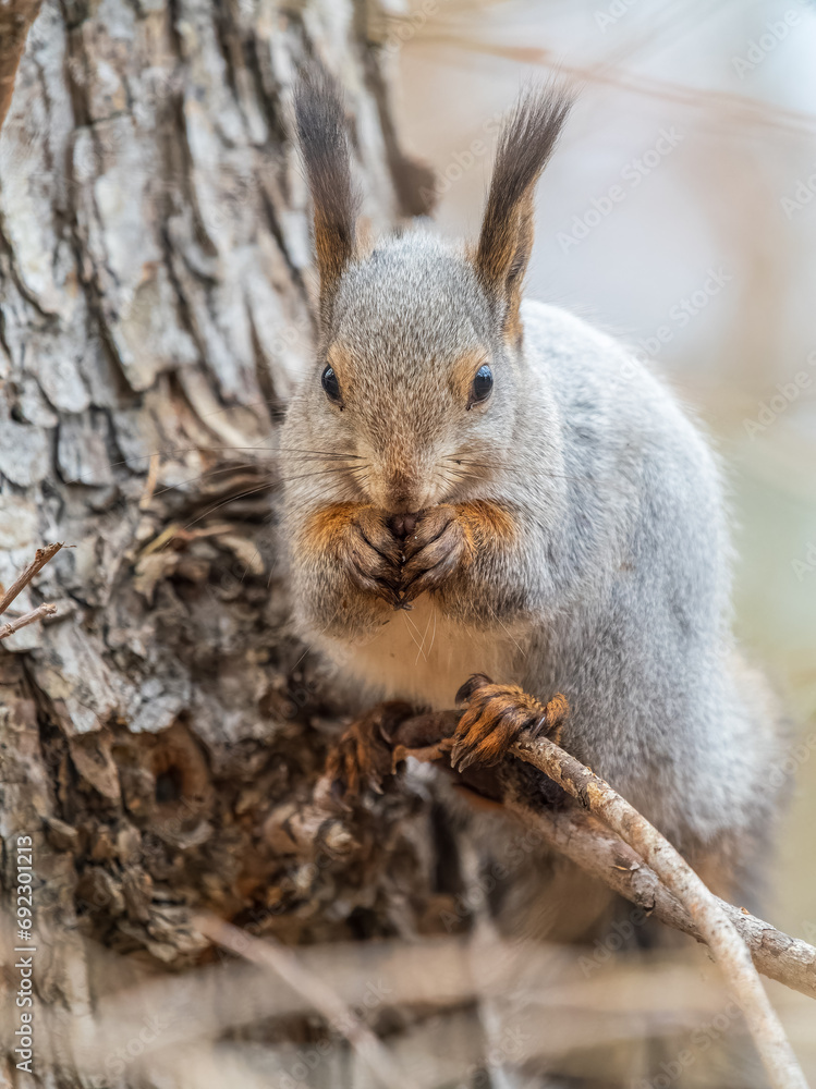 Fototapeta premium The squirrel with nut sits on tree in the autumn. Eurasian red squirrel, Sciurus vulgaris.