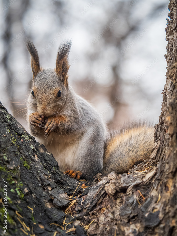 Fototapeta premium The squirrel with nut sits on tree in the autumn. Eurasian red squirrel, Sciurus vulgaris.