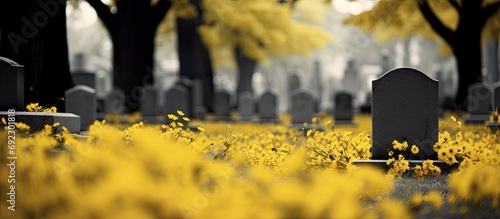 Cemetery filled with yellow blooms.