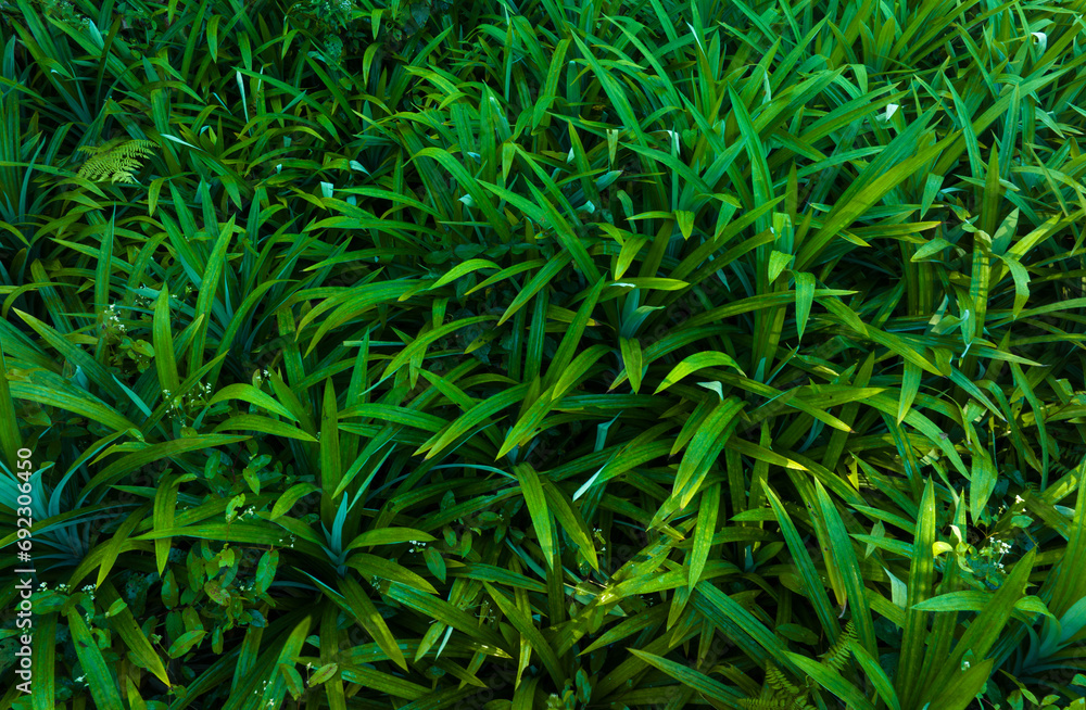 Pandan leaves grow in tropical forest Pandan leaves grow in tropical forest