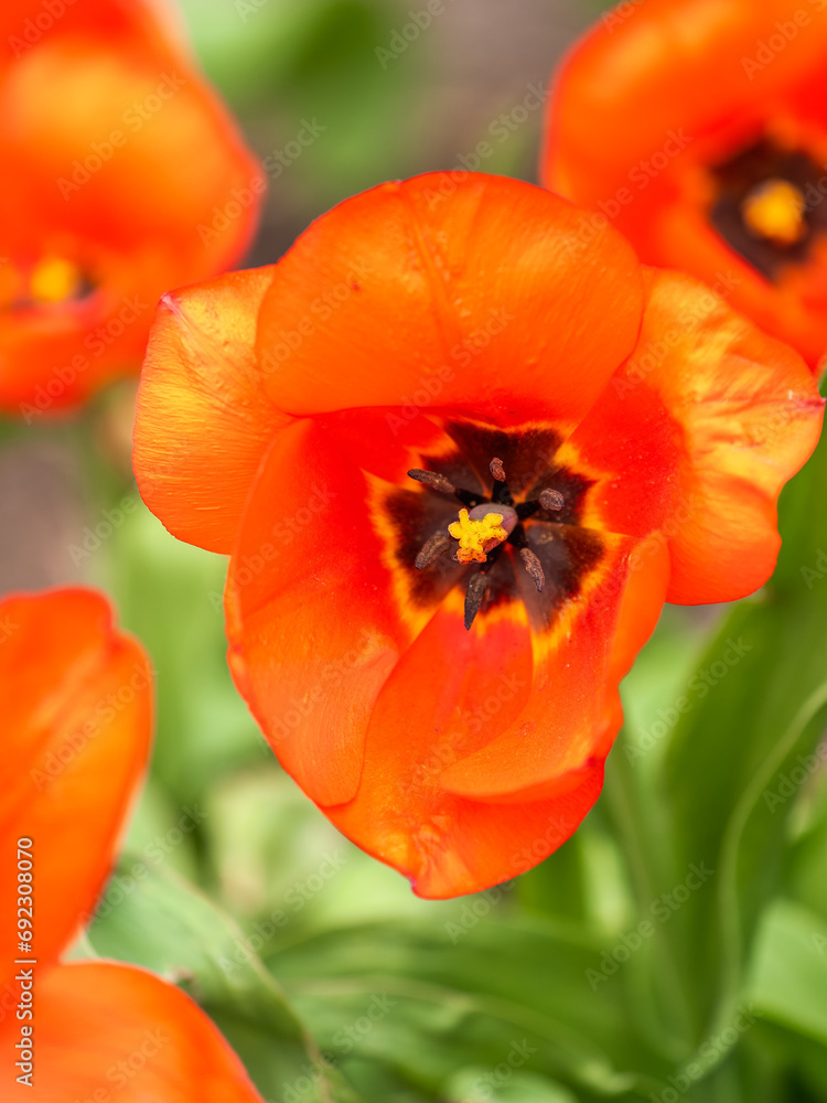 Colorful red tulips blossom in spring garden Colorful red tulips blossom in spring garden
