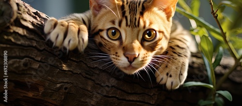 Home's bengal pet sharpens claws on tree.
