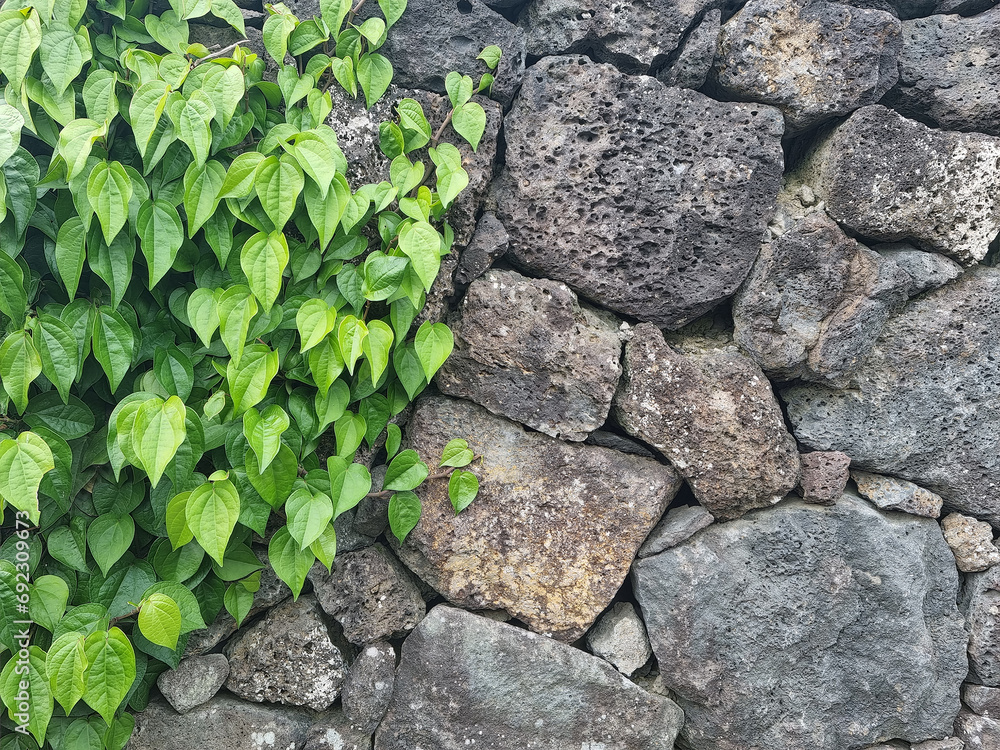 
Ivy and basalt stone walls.