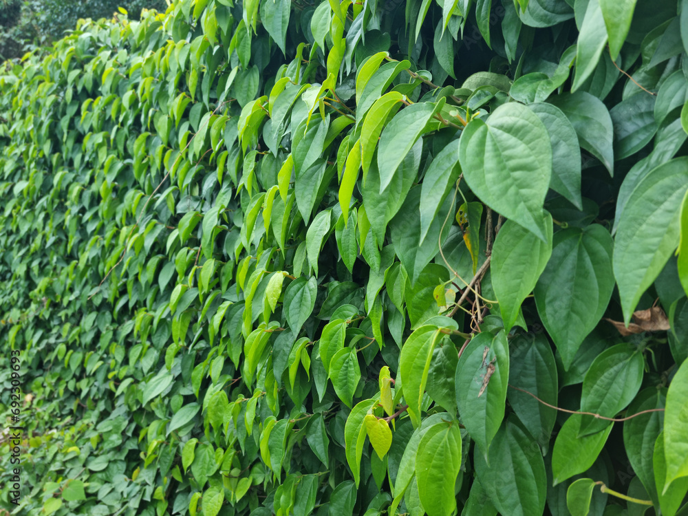 Ivy vines fill the walls. Ivy vines fill the walls.