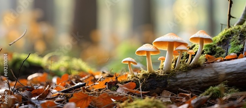 Fungi in woods, fairy inkcap, Coprinellus disseminatus, during fall. photo