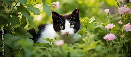 Garden has a cat that is both white and black.
