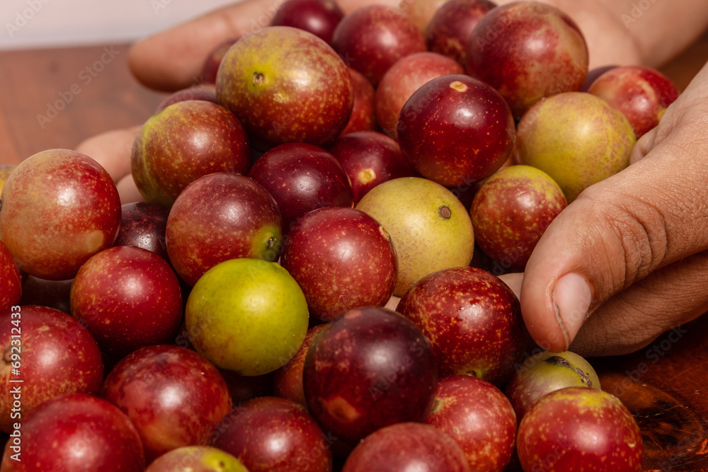Hands holding camu camu fruits, an exotic fruit from the Amazon that grows on the banks of rivers, it is highly appreciated for its flavor, it is considered the fruit with the most vitamin C Hands holding camu camu fruits, an exotic fruit from the Amazon that grows on the banks of rivers, it is highly appreciated for its flavor, it is considered the fruit with the most vitamin C