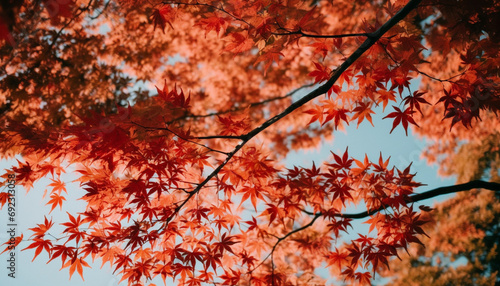 Vibrant autumn foliage on Japanese maple tree in forest landscape generated by AI © Jeronimo Ramos
