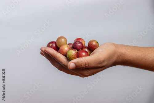 Hands holding camu camu fruits, an exotic fruit from the Amazon that grows on the banks of rivers, it is highly appreciated for its flavor, it is considered the fruit with the most vitamin C photo