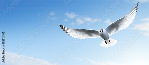 Black-headed gull flying in a blue sky.