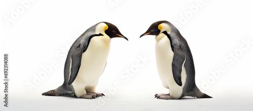 Two Emperor penguins  one upright one sliding on its belly  looking adorable.