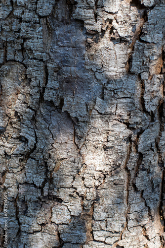 The rough bark on a tree in dappled sunlight image for background use