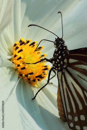 фотографія tirumala limniace or blue tiger butterfly sucking nectar from flowers and help i