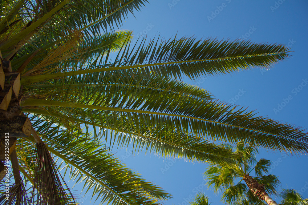 This is a low view of palm trees.
