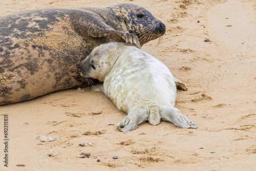 A baby seal with its mother resting on a beach photo