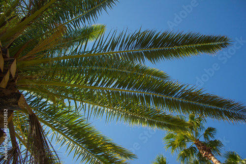 This is a low view of palm trees.