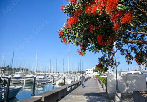 Pohutukawa trees in full bloom. Unrecognisable people and yachts at Westhaven Marina. Auckland. © Janice