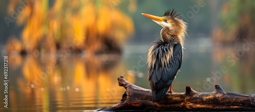 Indian darter reflected in water on tree at Keoladeo Ghana National Park, Bharatpur. photo