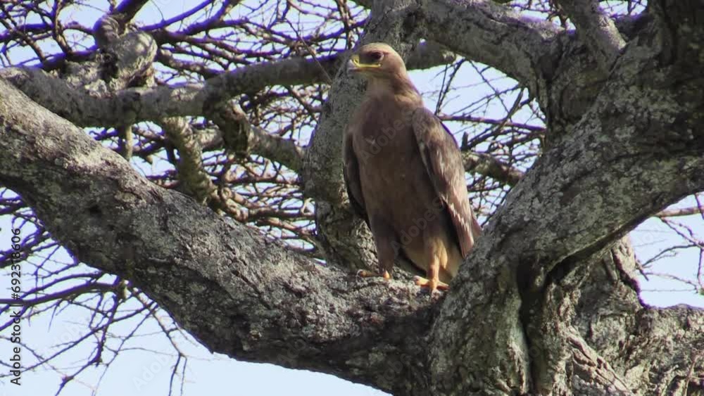 Steppe eagle in a fork of a bare tree in east Africa . The impressive bird turns head and carefully observes surroundings. Steppe eagle in a fork of a bare tree in east Africa . The impressive bird turns head and carefully observes surroundings.