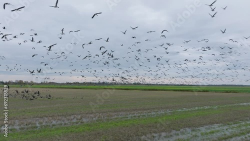 Aerial establishing view of a large flock of bean goose (Anser serrirostris) taking up in the air, agricultural field, overcast day, bird migration, wide drone slow motion shot moving forward low photo