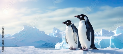 Adelie penguins chatting in Antarctica.