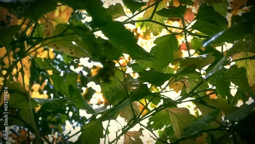 A clip about leaves on a summer day photo