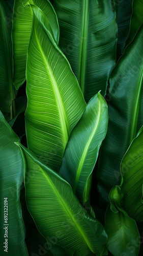 abstract green leaf texture nature wallpaper