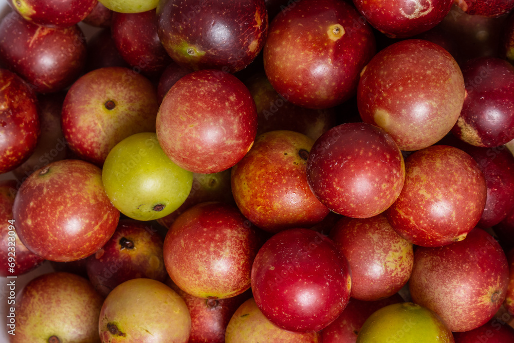 camu camu fruits, Myrciaria dubia, exotic fruit from the Amazon that grows on the banks of rivers, it is highly appreciated for its flavor, it is considered the fruit with the most vitamin C camu camu fruits, Myrciaria dubia, exotic fruit from the Amazon that grows on the banks of rivers, it is highly appreciated for its flavor, it is considered the fruit with the most vitamin C