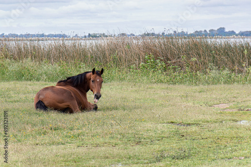 Obraz na płótnie A brown horse lying by the side of a lake in Lobos, Buenos Aires, Argentina w salonie