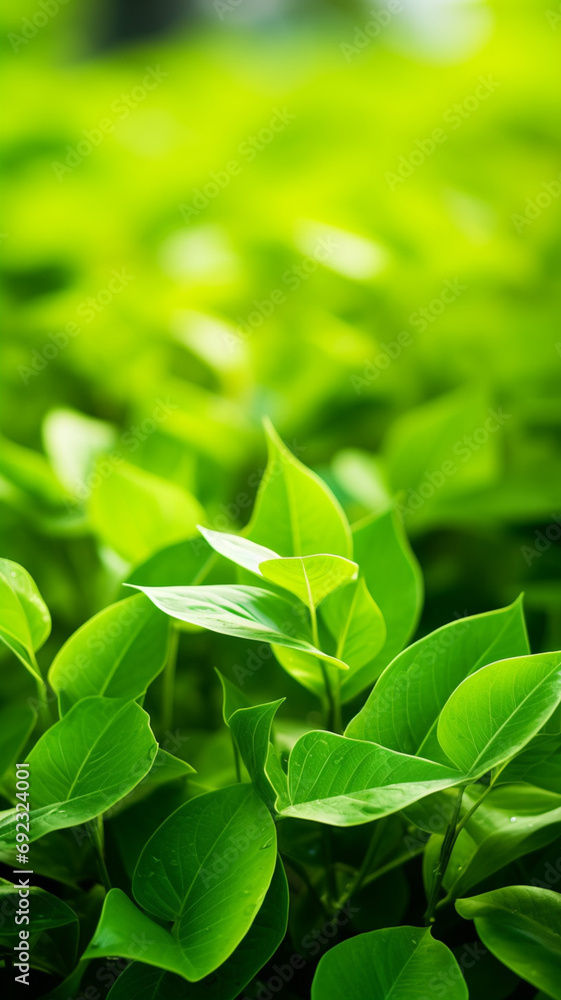 Nature of green leaf in garden at summer background Nature of green leaf in garden at summer background