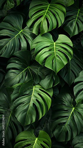 Tropical green leaves graphic