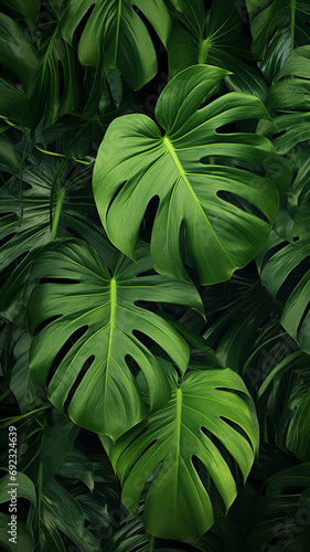 Tropical green leaves illustration