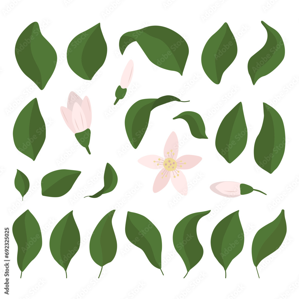A set of lemon leaves and flowers in a flat style. Vector illustration highlighted on a white background. A set of lemon leaves and flowers in a flat style. Vector illustration highlighted on a white background.