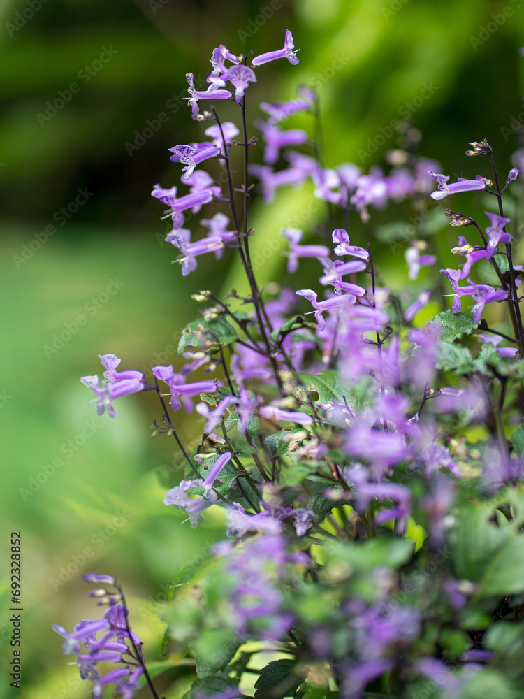 Beautiful Mona Lavender flowers, soft focus. Beautiful Mona Lavender flowers, soft focus.