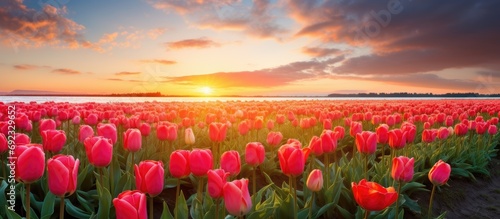 Enchanting scenery with Dutch tulip field at sunrise #692329652